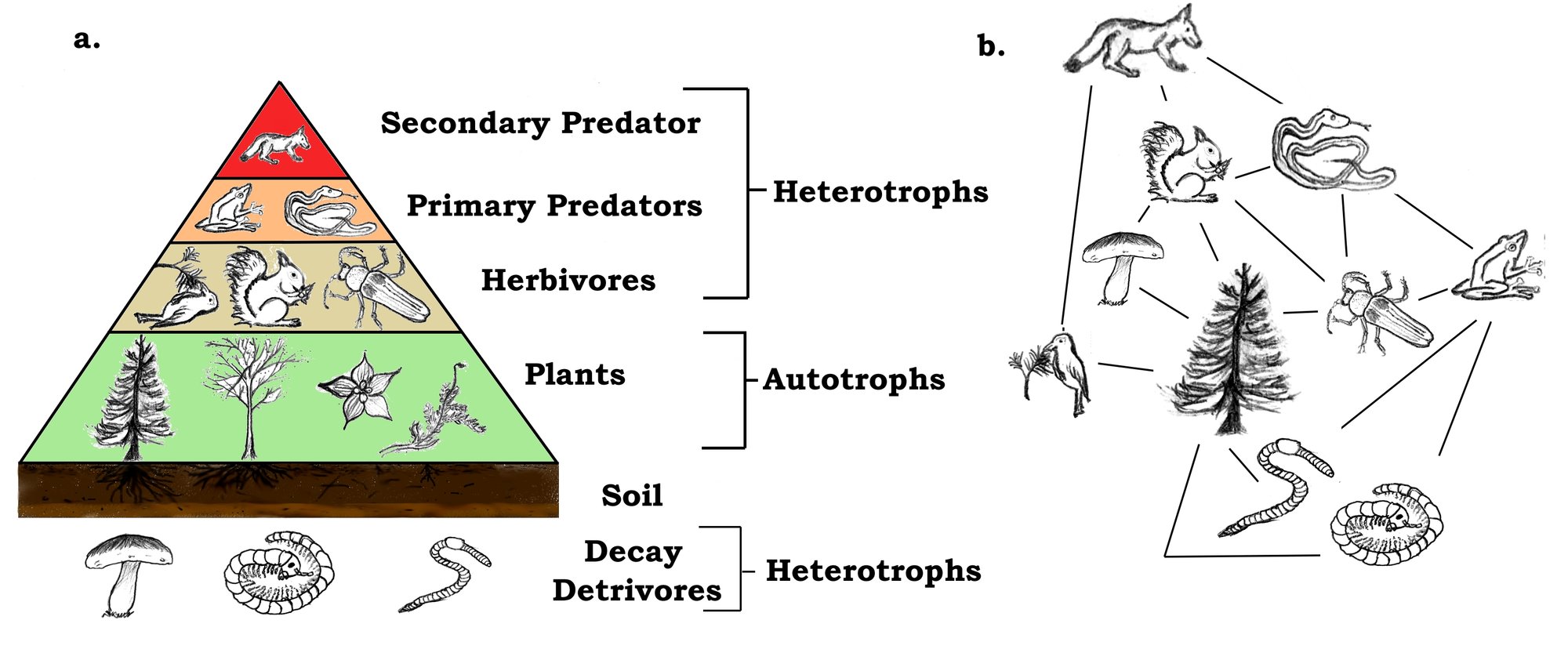 Biology: How Energy Moves Through Ecosystems
