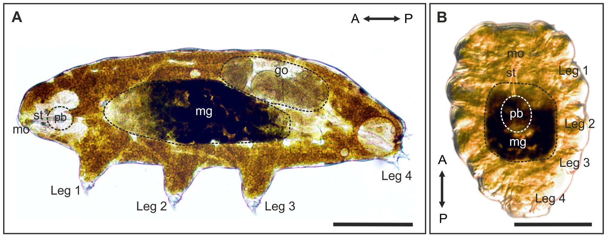 Tardigrades’ Pause Button: The Cryptobiotic Tun