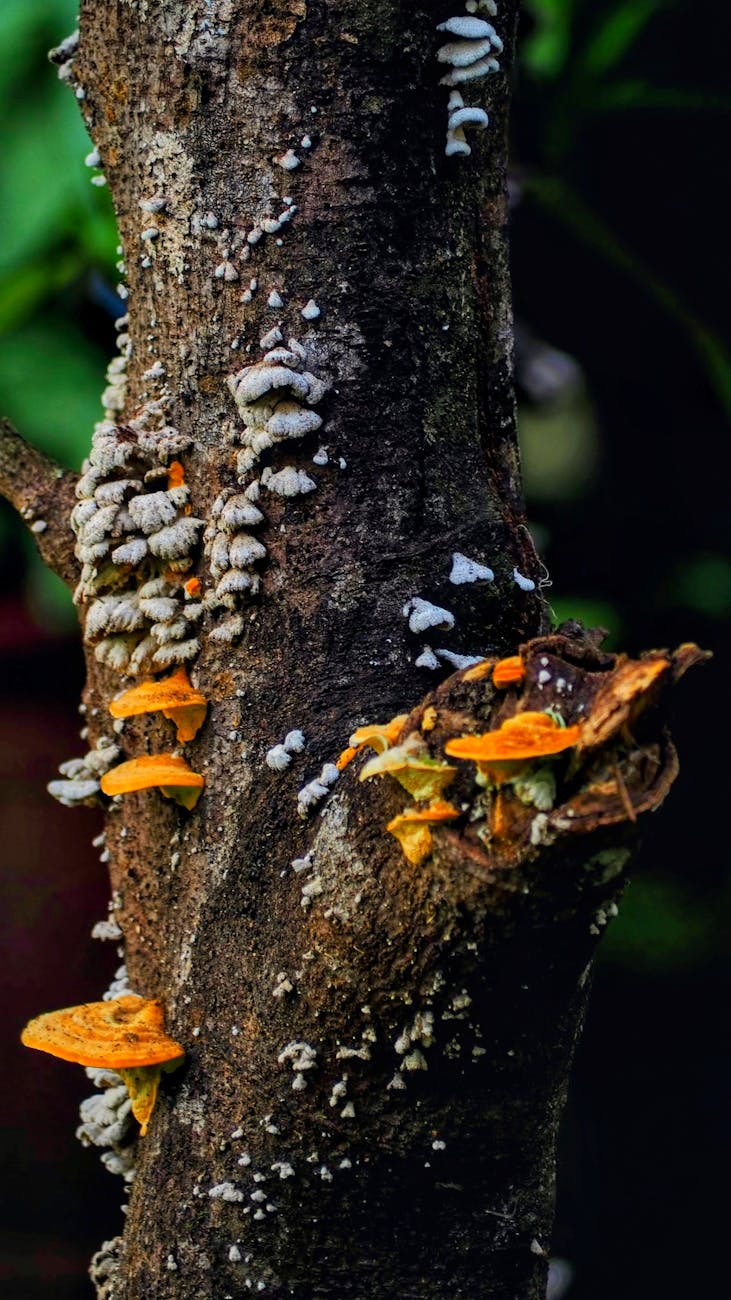 Some Species Have More Than Two Sexes