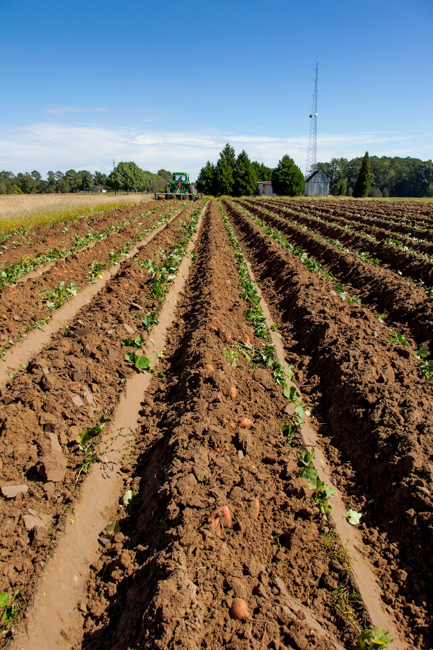 Neolithic Prehistory and the Farming Revolution