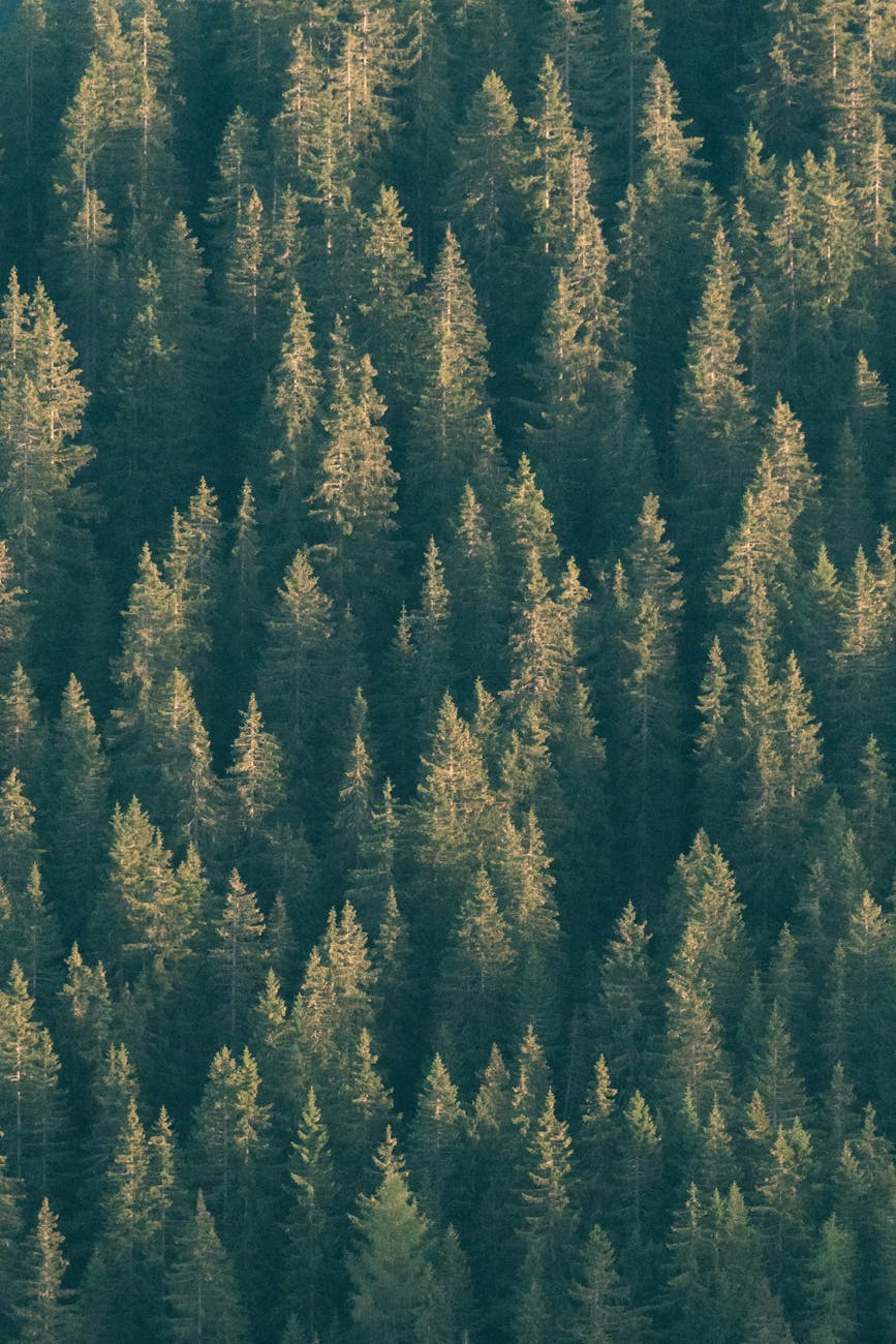 Why Plants Matter to Humans