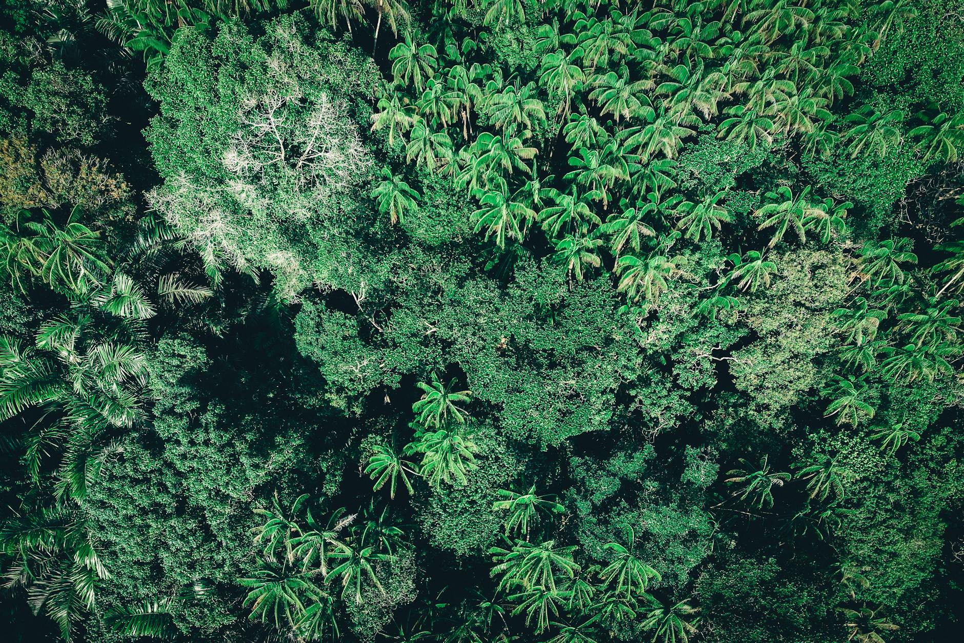 New Guinea: Oceania’s Hidden Rainforest