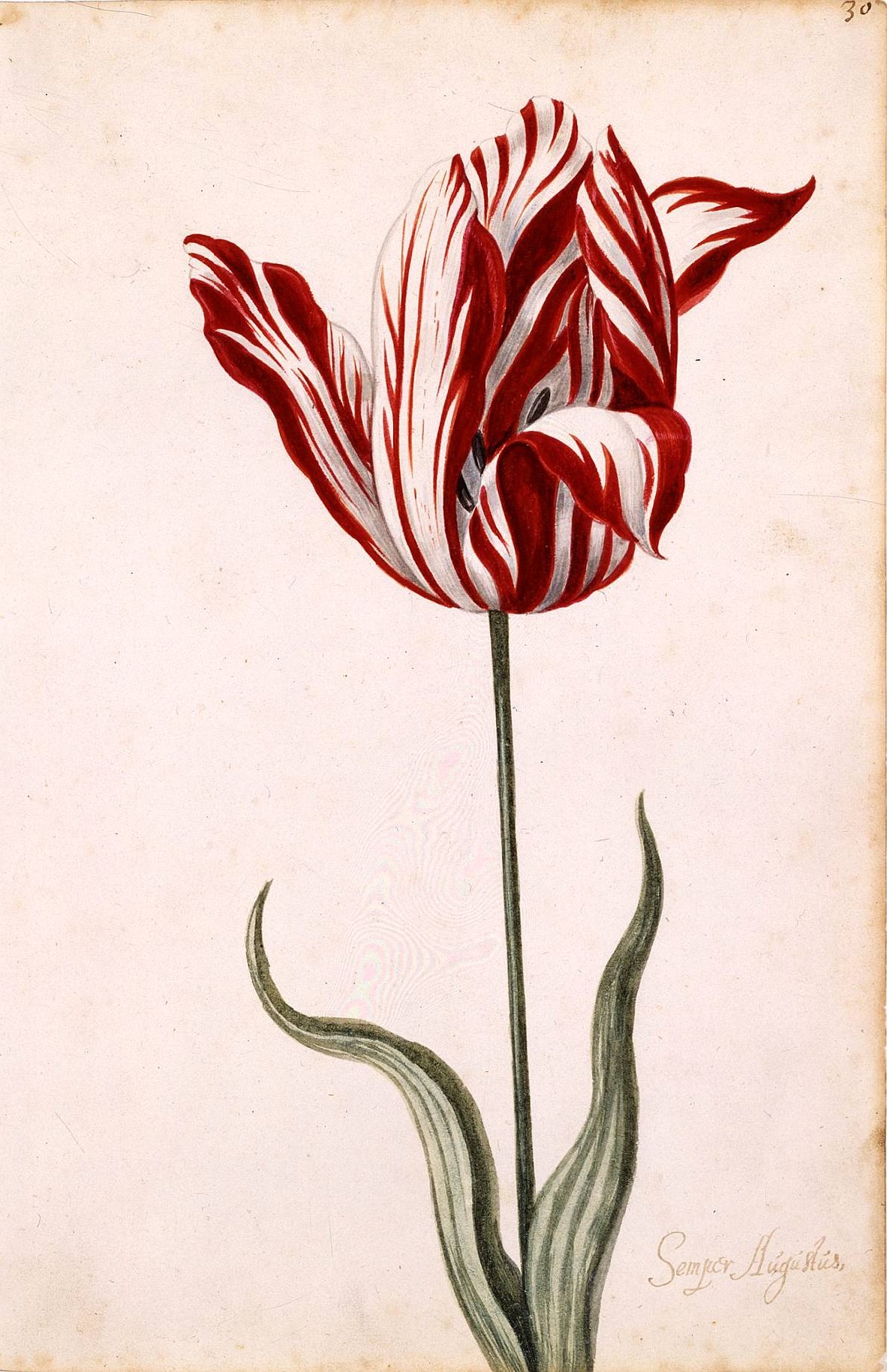 Tulip Mania: Why the Rarest Tulips Were So Valuable