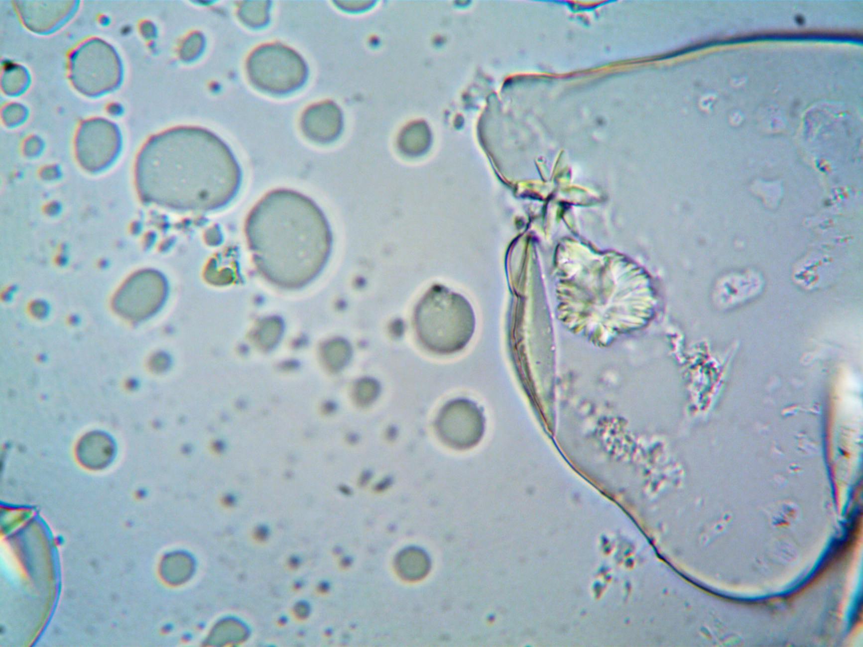Biology: The Cell as the Basis of Life