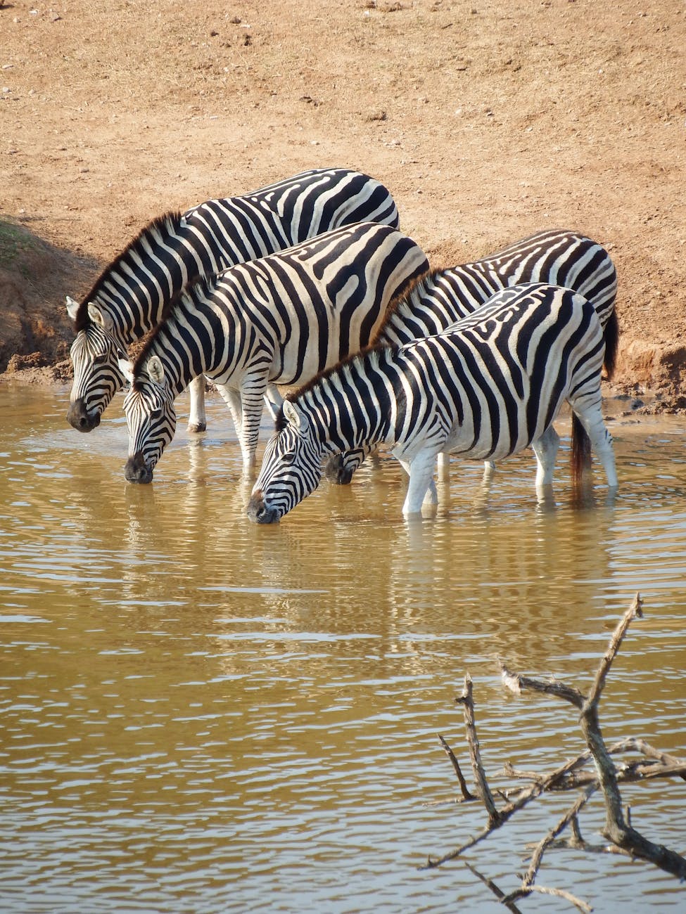Africa: Cradle of Modern Humans