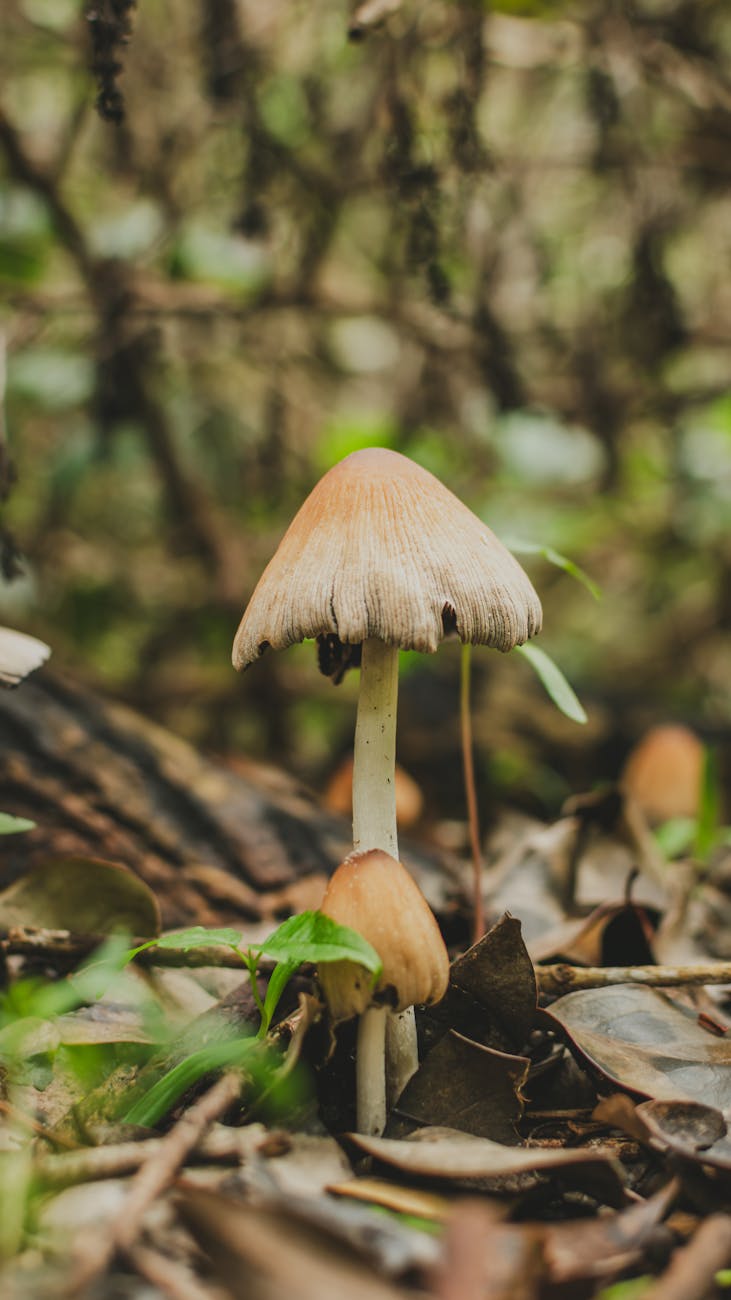 Why Ecosystems Need Death