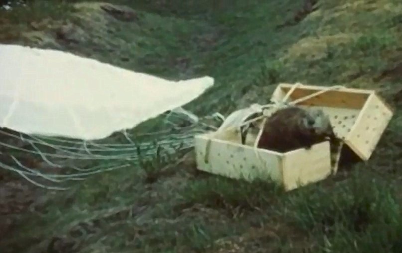 5 Bizarre Historical Events You Were Never Taught in School