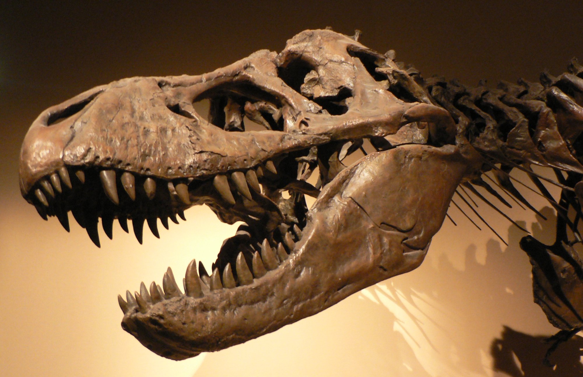 Extinction and Survival