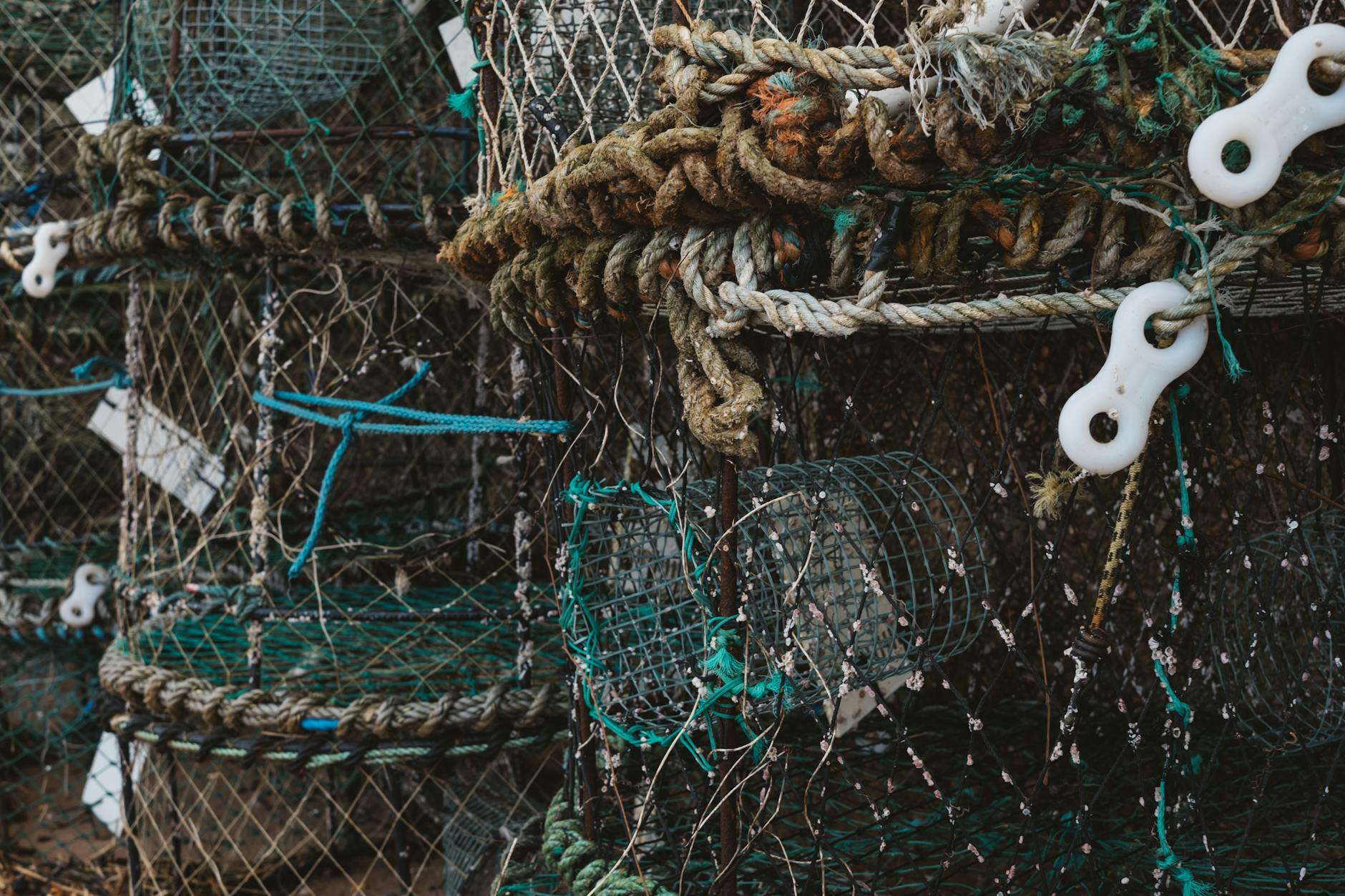 Fish as crops