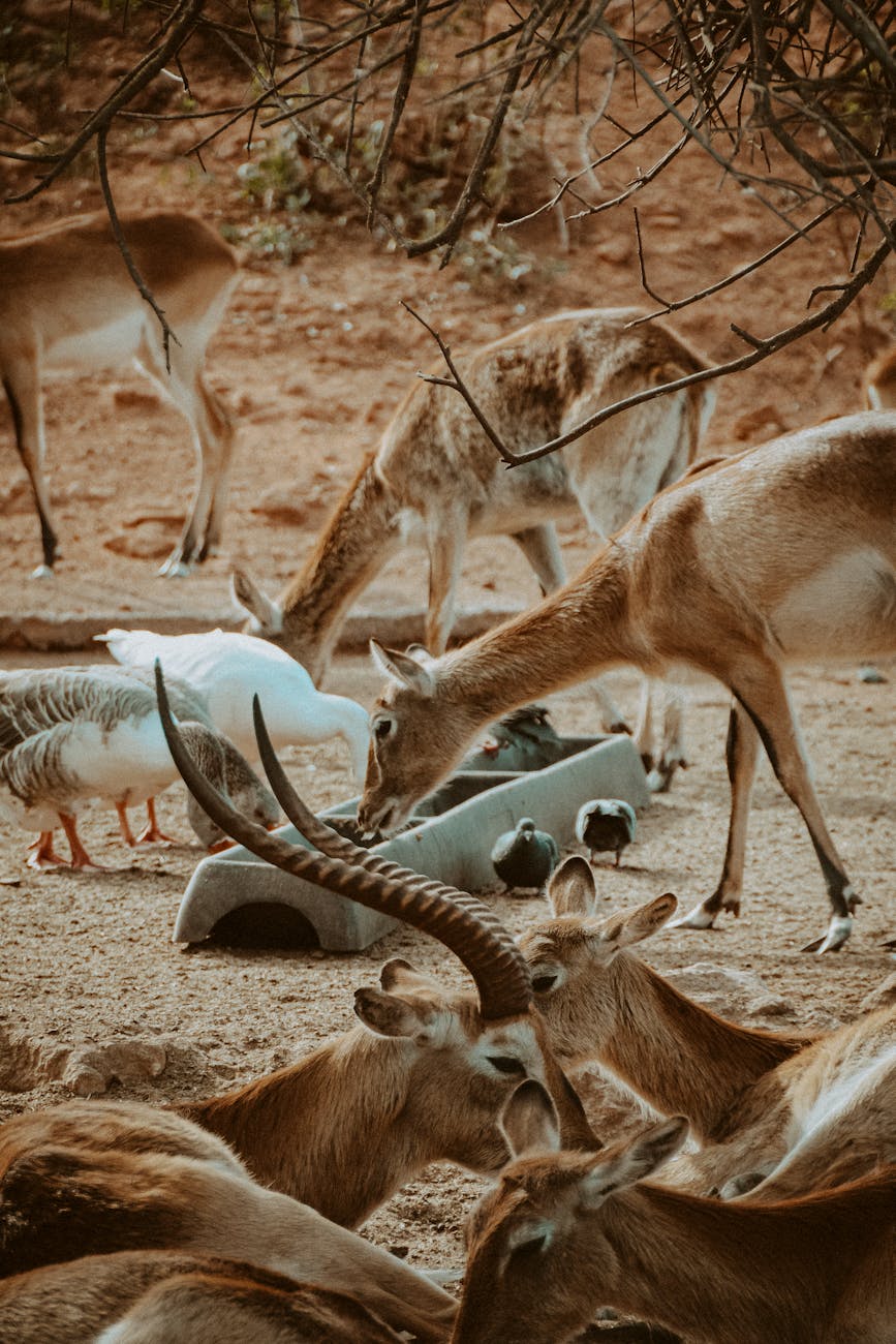 Sentient Beings? All Life? Nature?