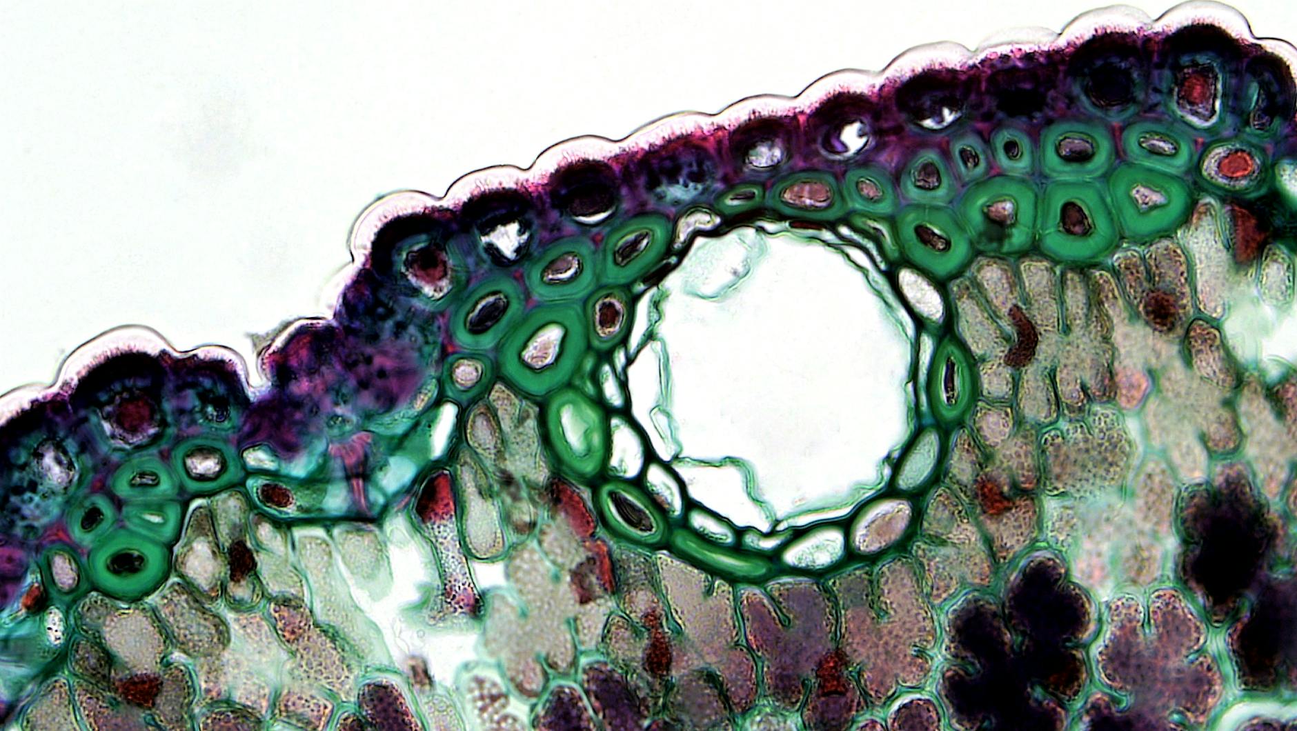 Cells: The Tiny Units That Built Life
