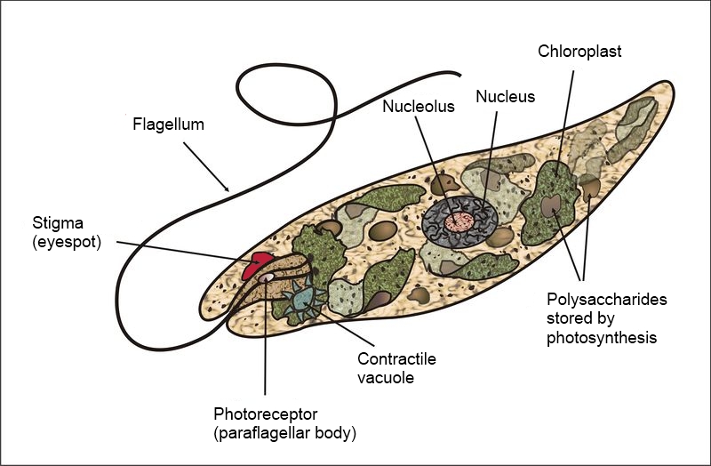 Plants Charge the Planet