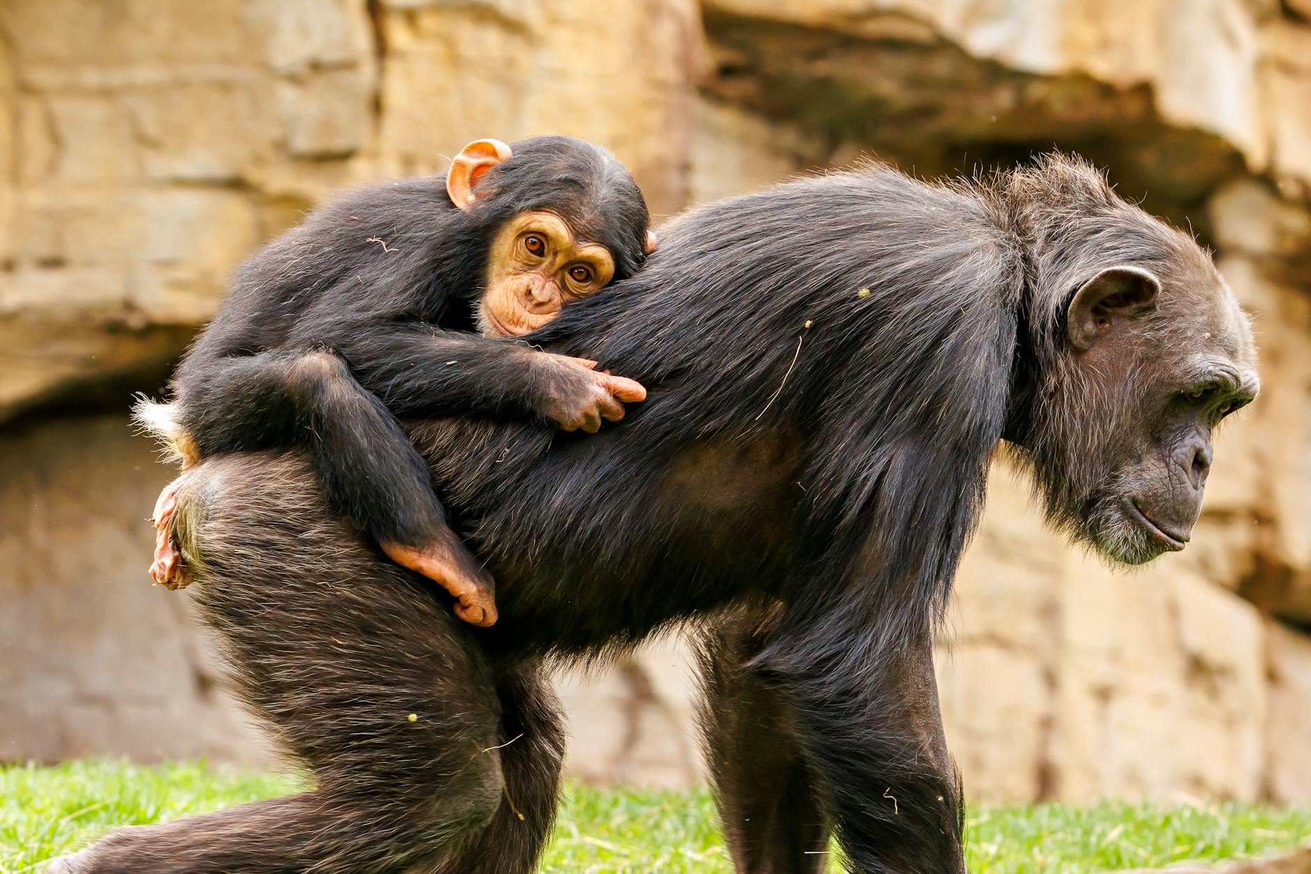Paternal Brain: Why Involved Fathers Are Unusual