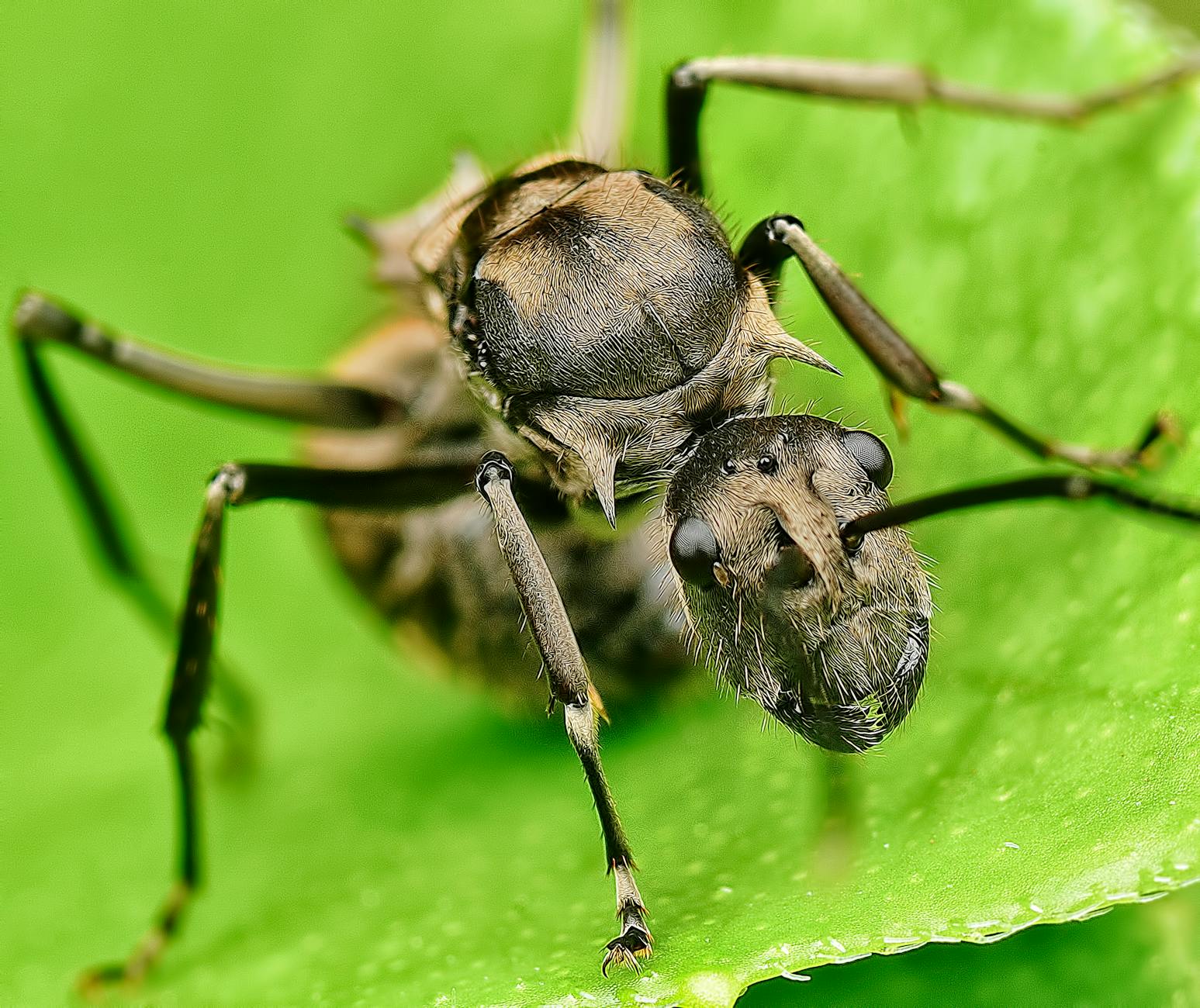 Lasius Ants: Queens That Hijack Other Colonies