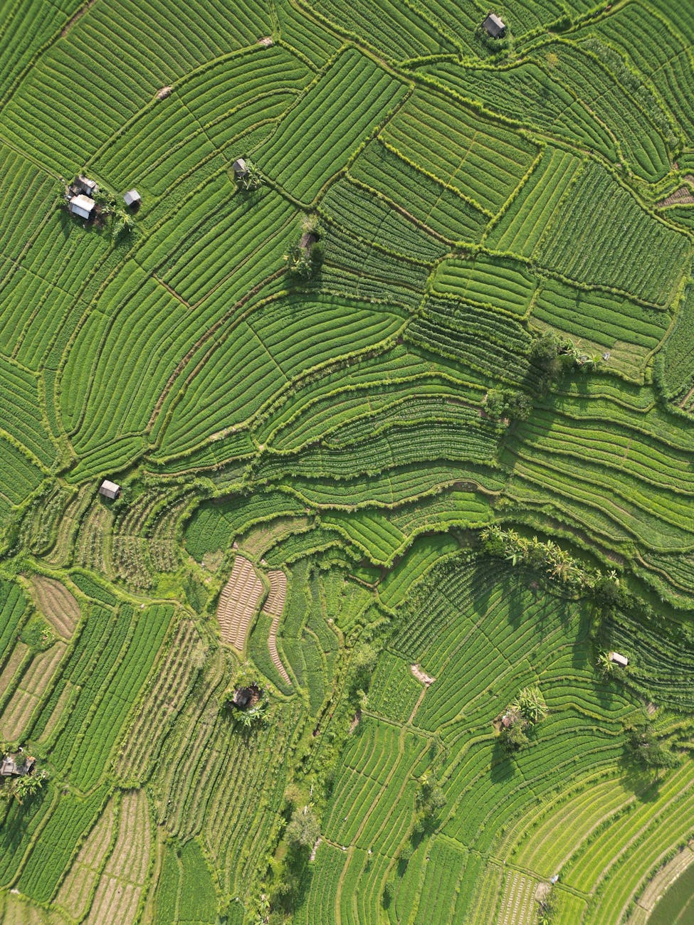 Agriculture changed the game