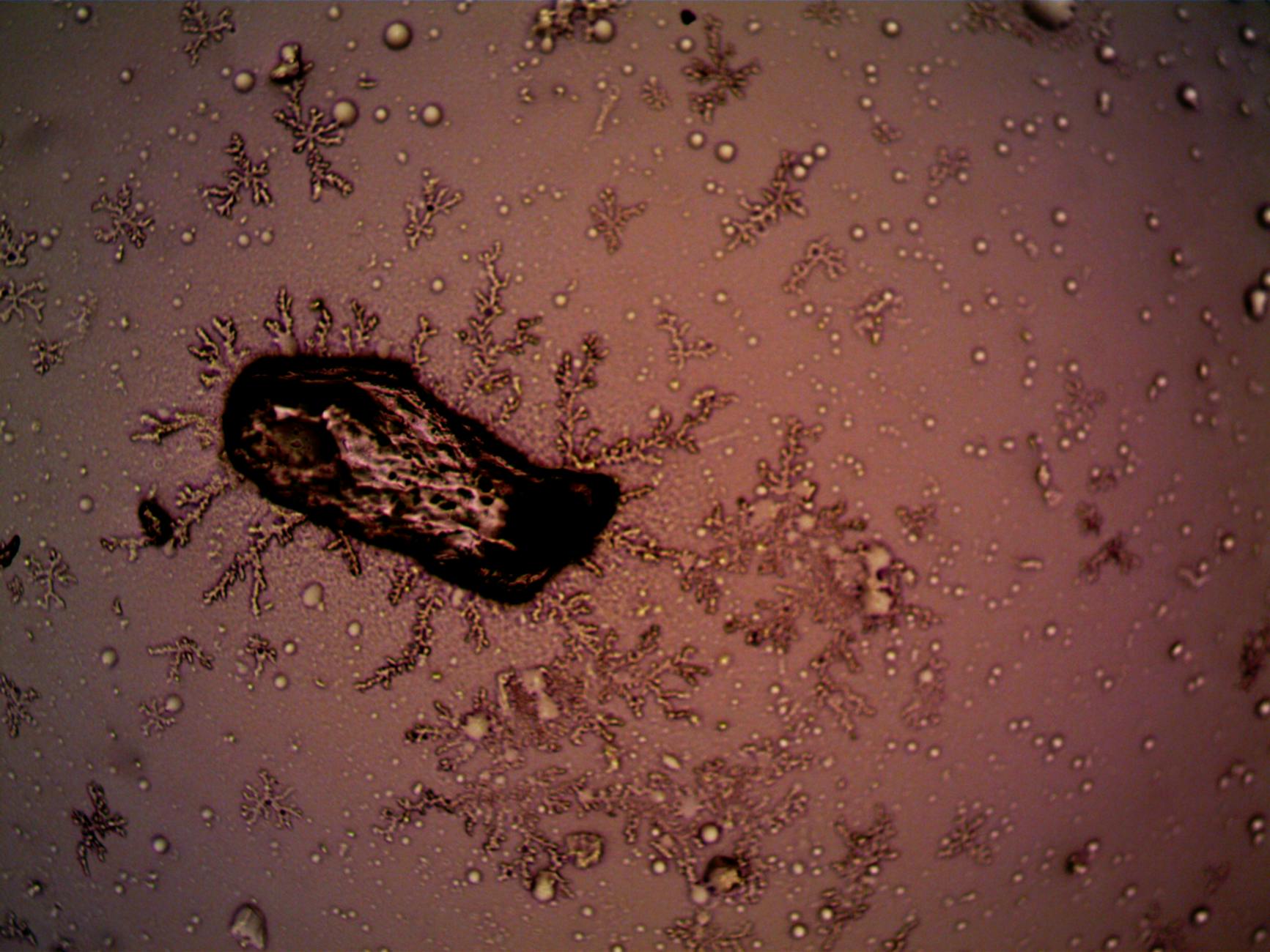 Cells: The Surprising Inner Compartments of Bacteria