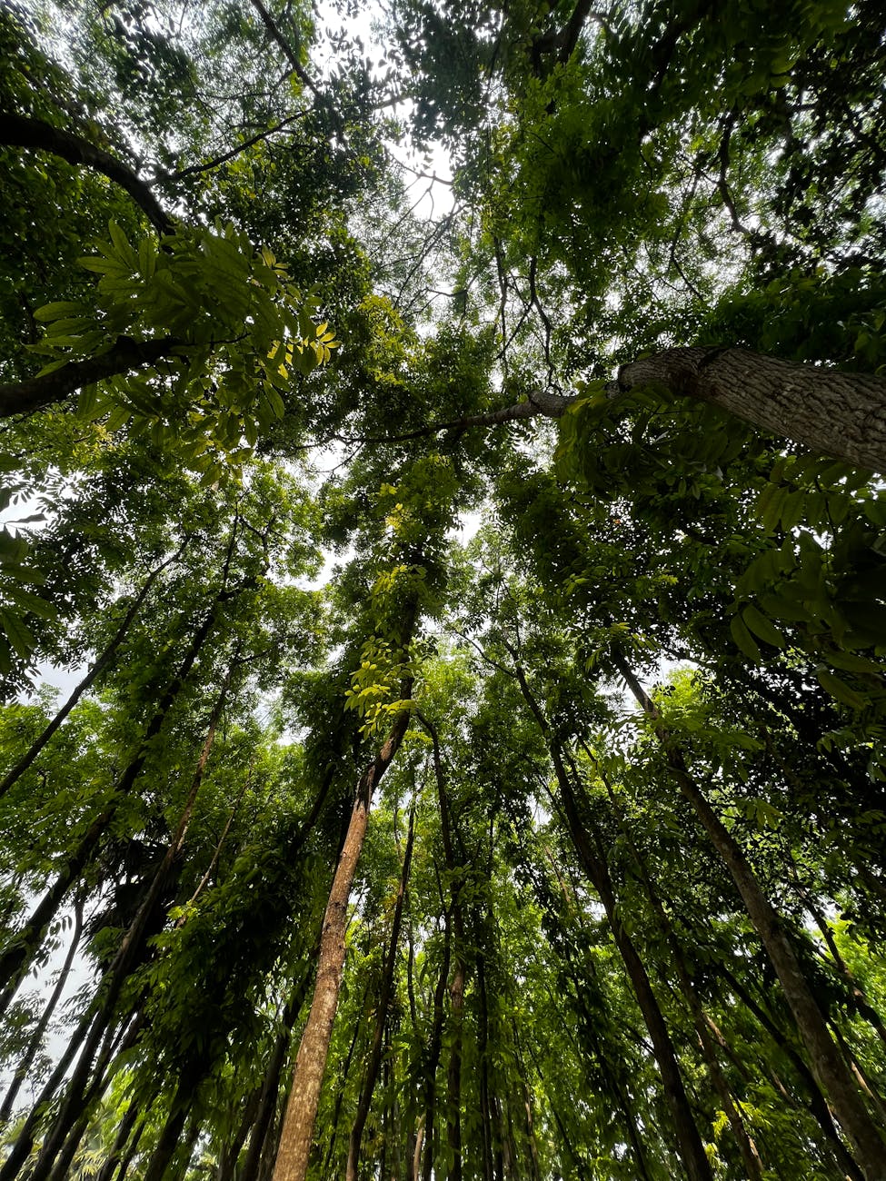 Plants Help Write the Climate Too