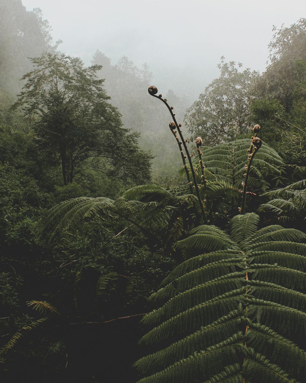 Plant Diversity
