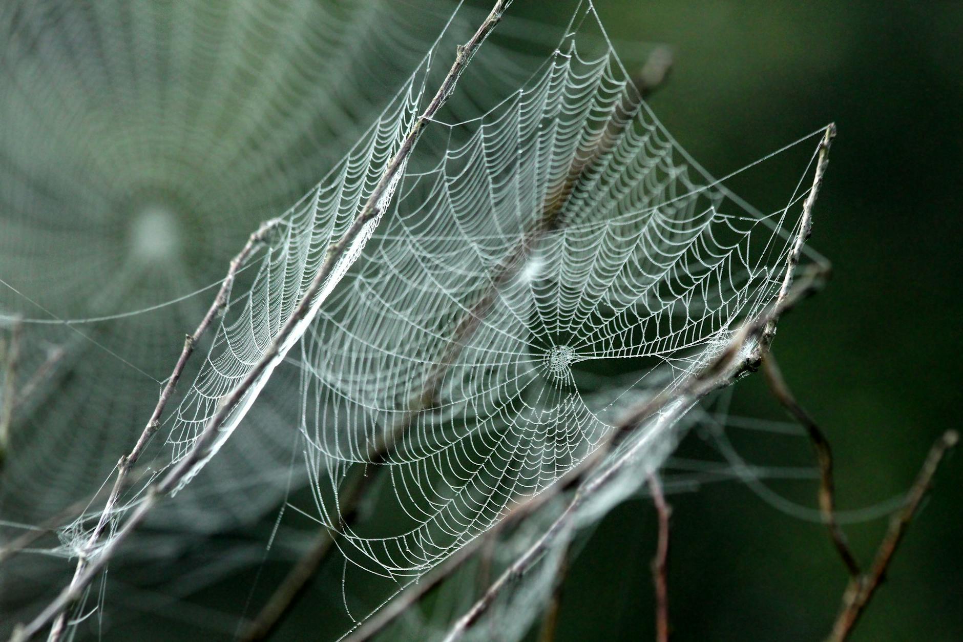 A web instead of a ladder