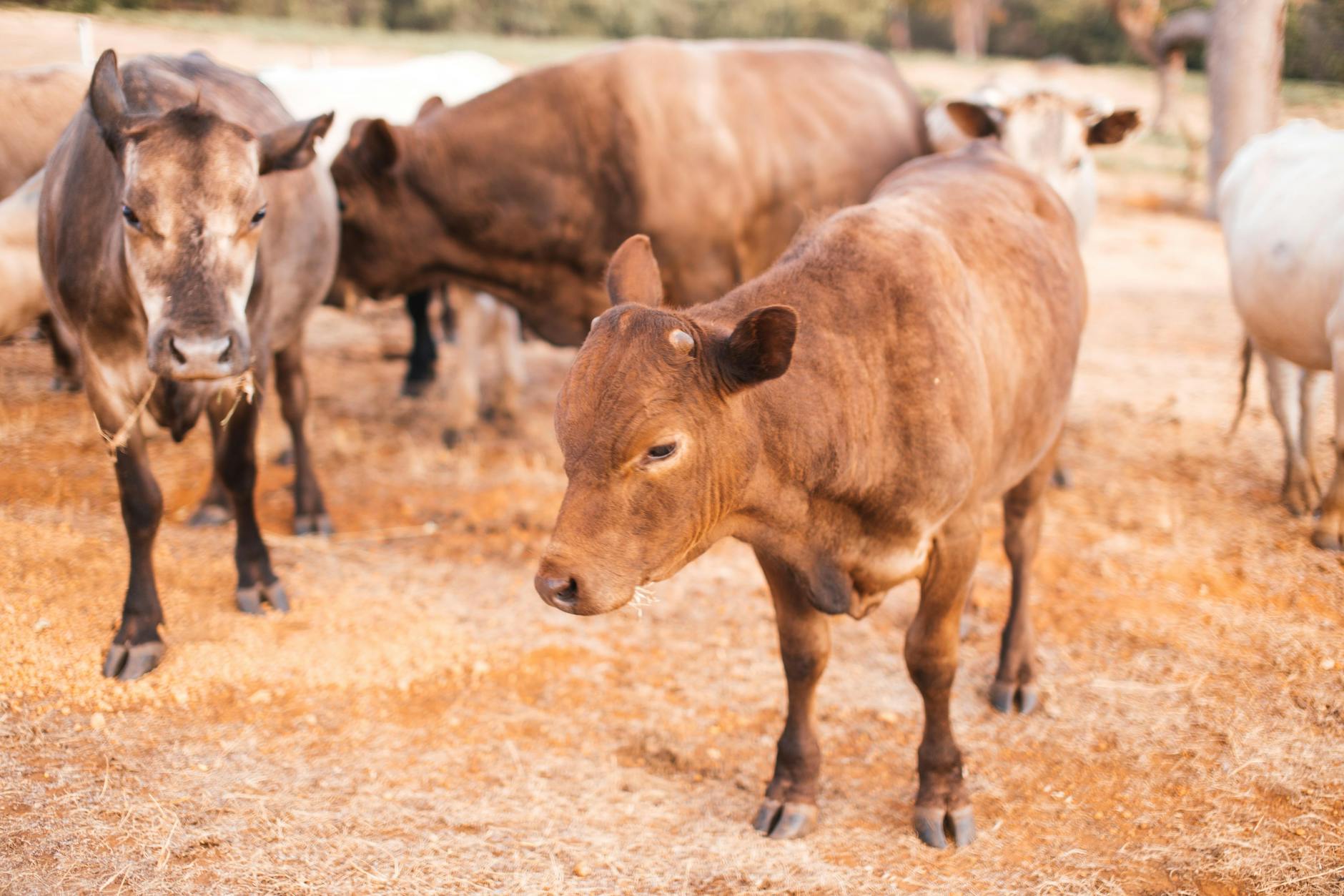 Cattle before crops