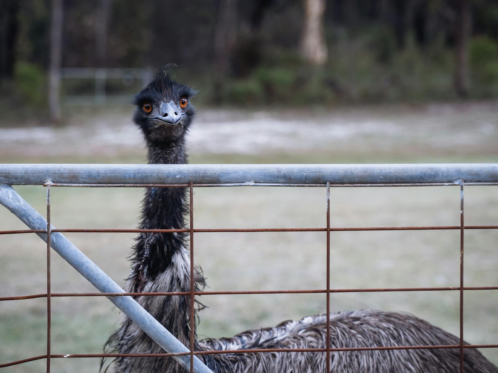 The Emu War: When Australia Fought Emus