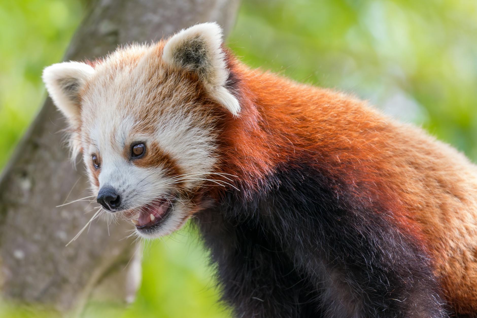 Life’s Turnover: 99% of Species Are Gone