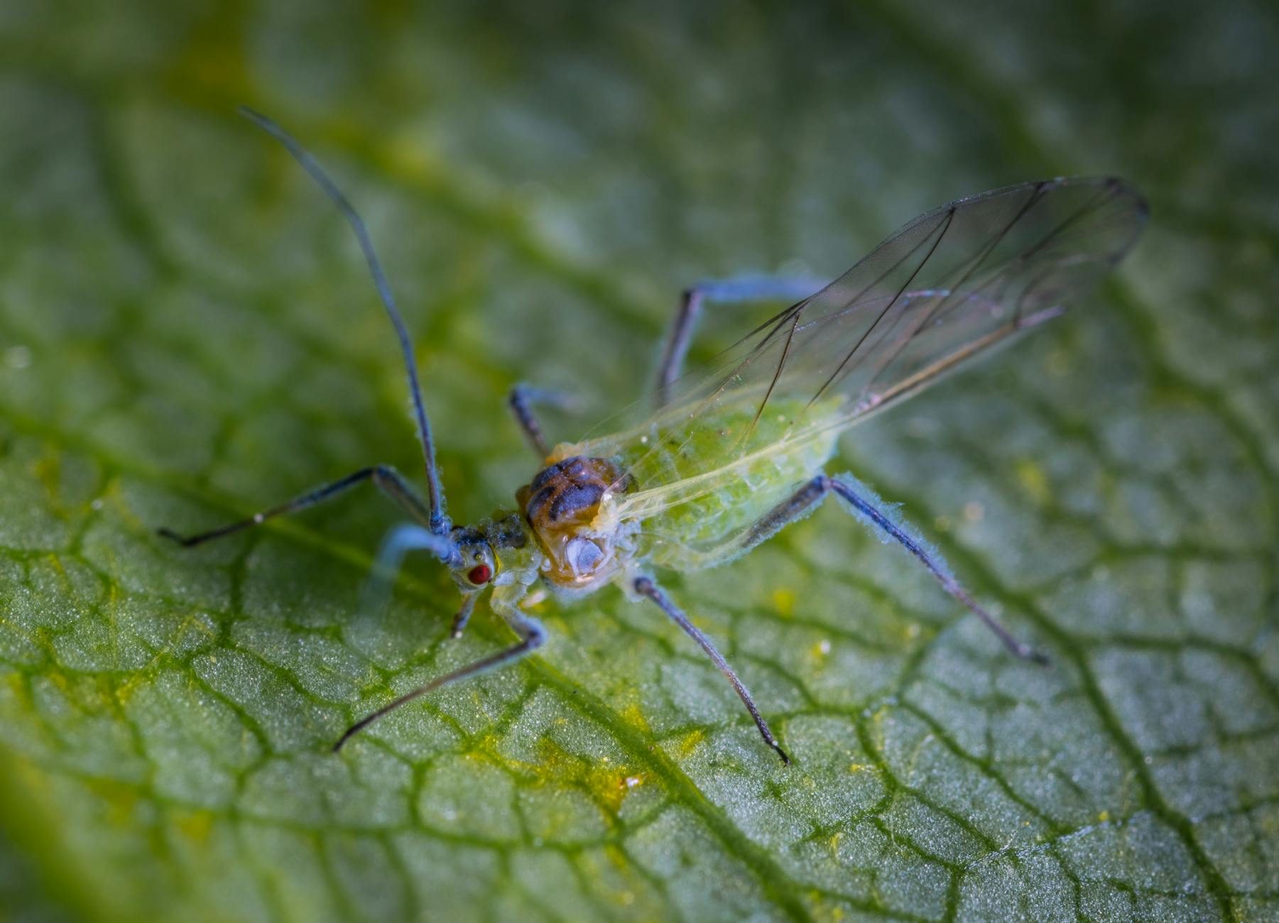 Reproduction: Why Some Species Switch Strategies