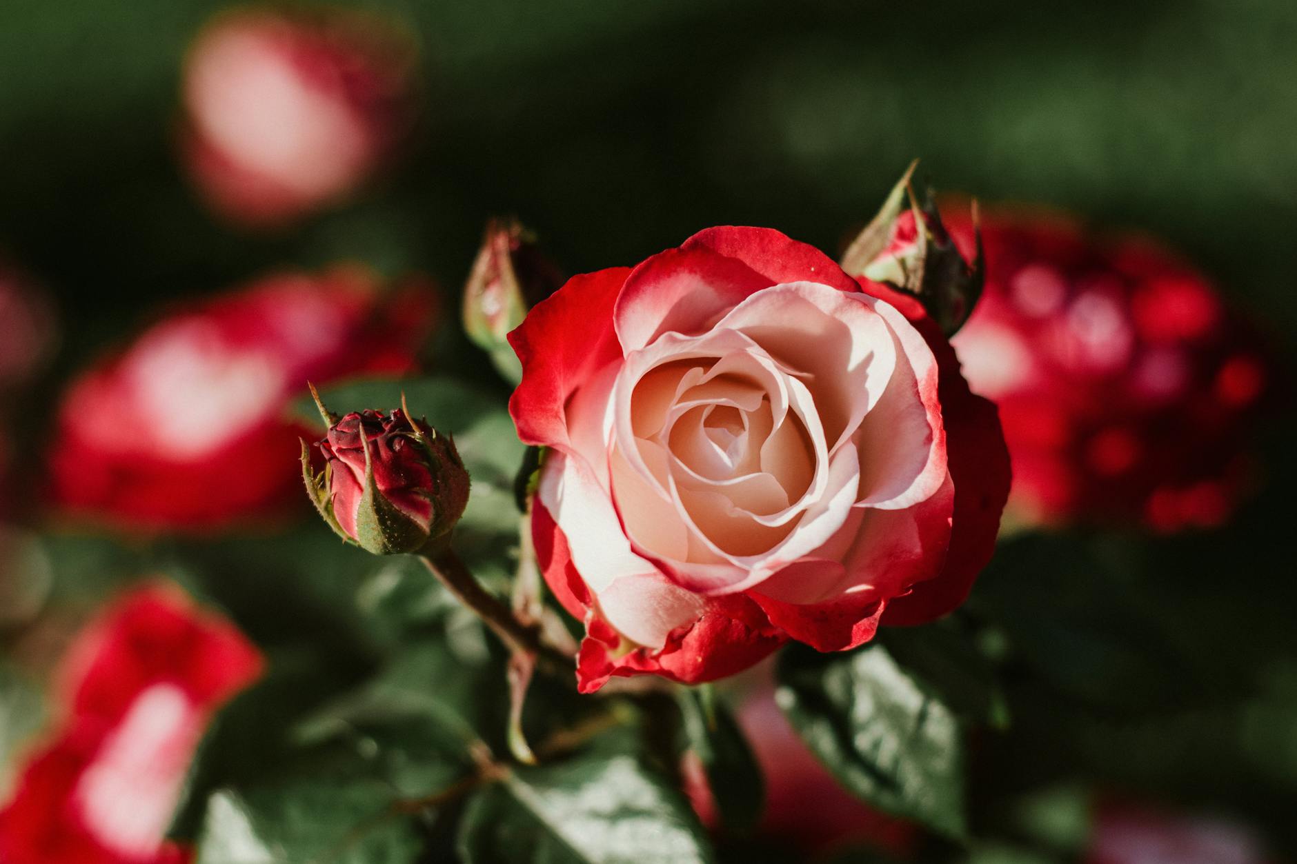 Wars of the Roses