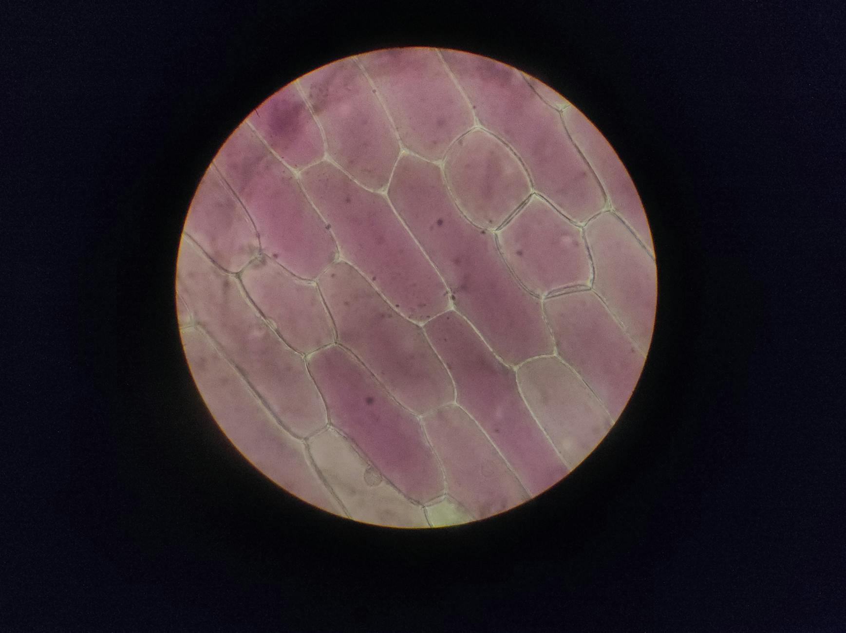 Reproduction: Mitosis vs Meiosis