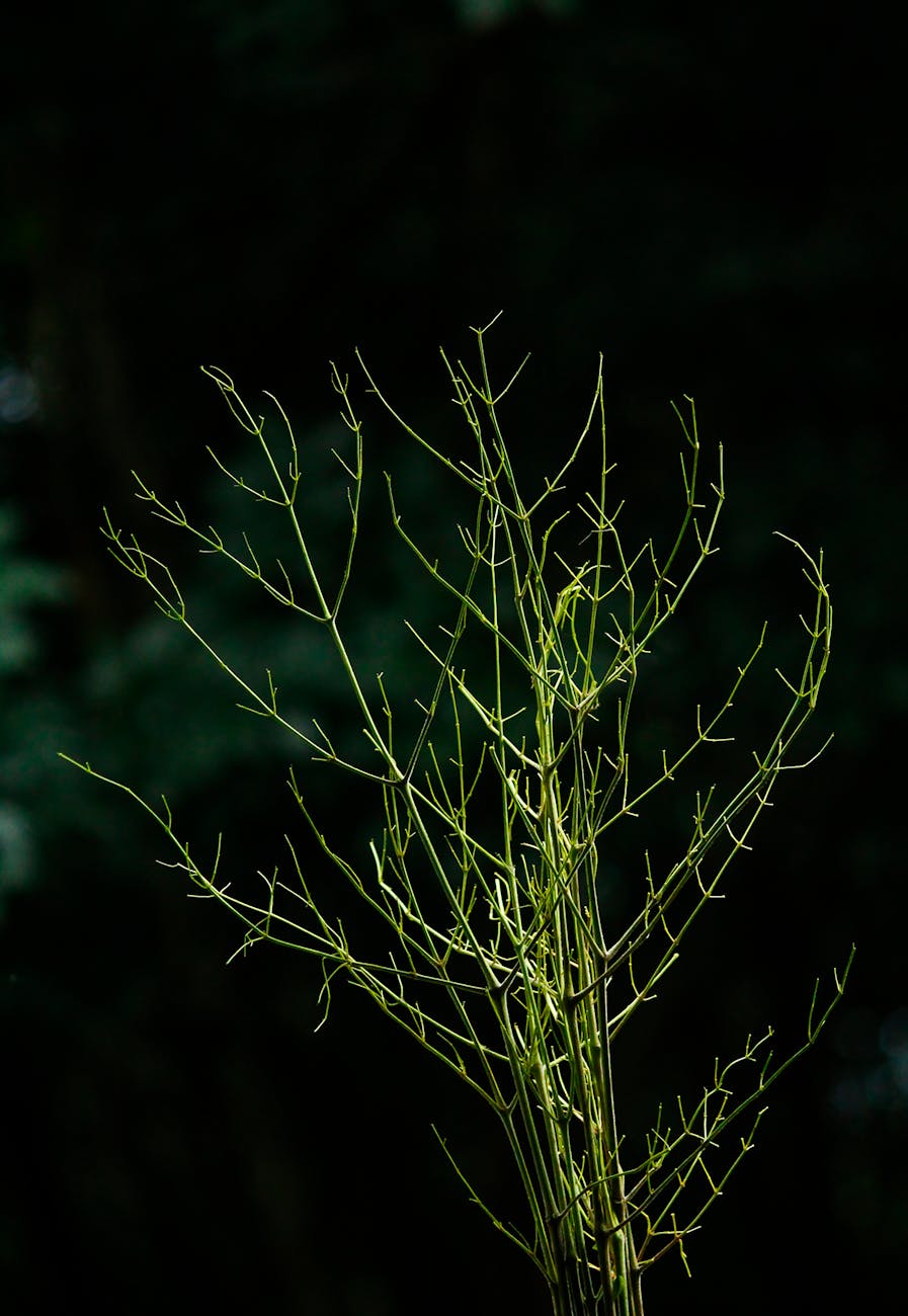 Parasitic Plants