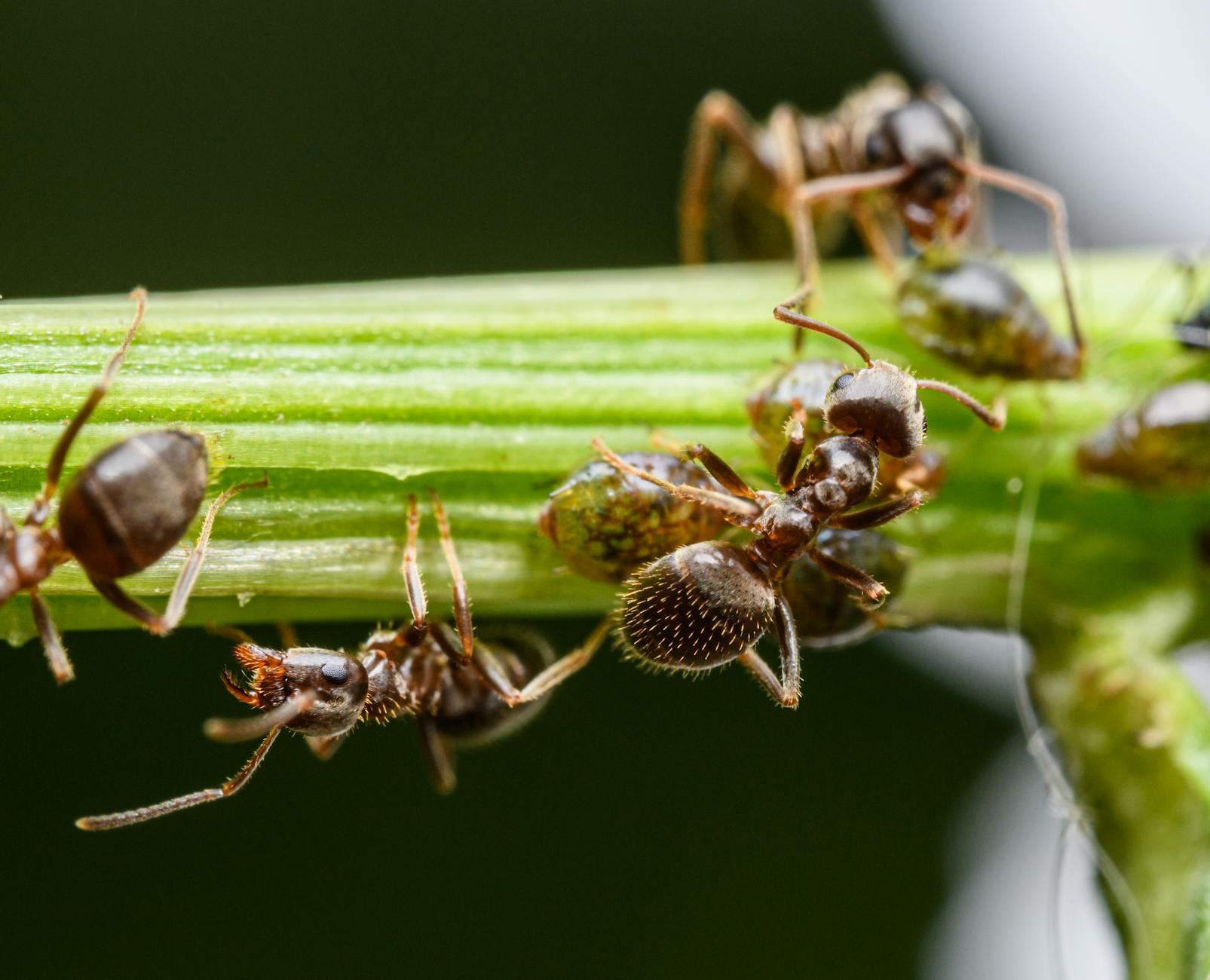 Plant Partnerships