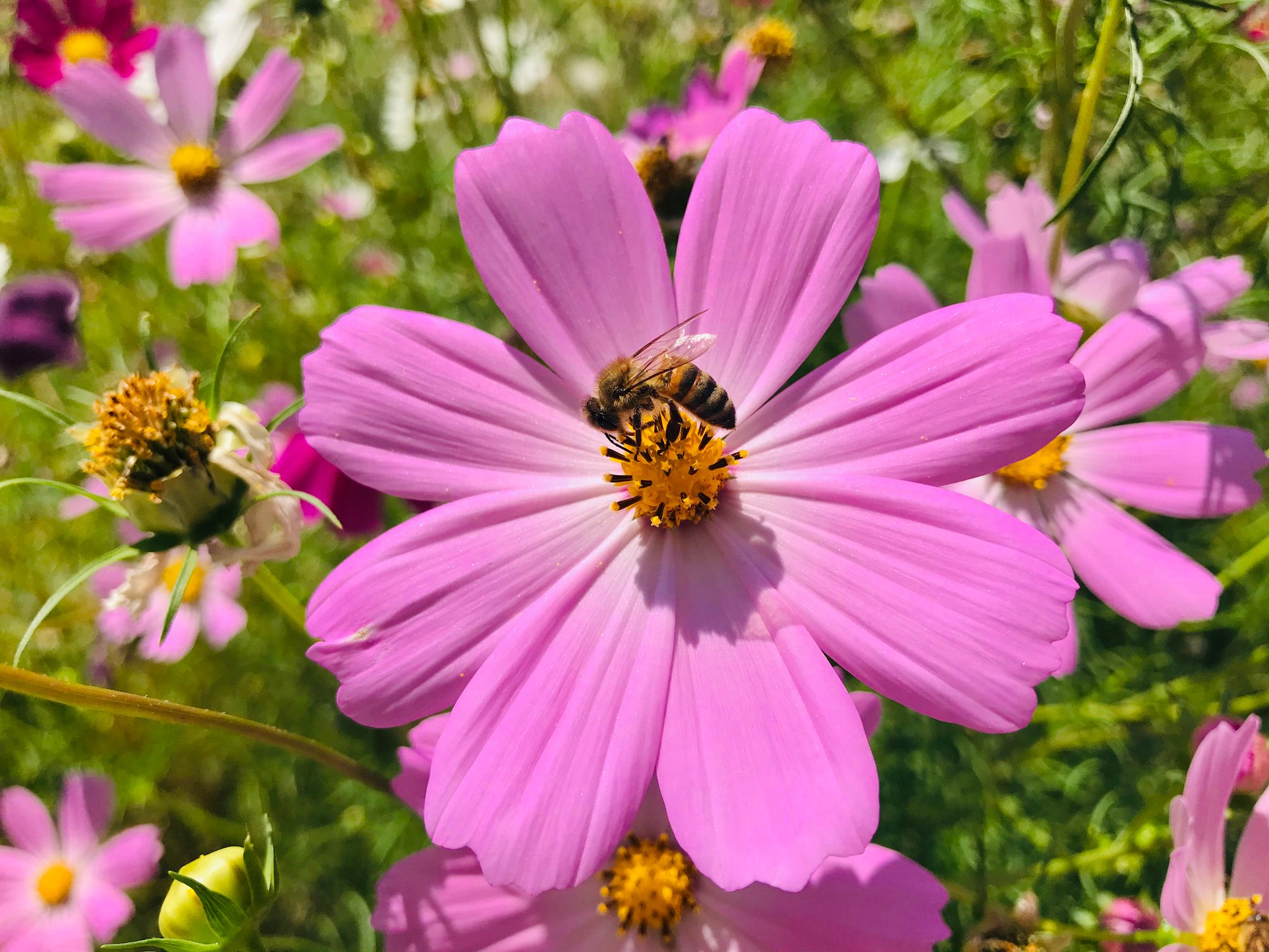Flowers advertise to insects