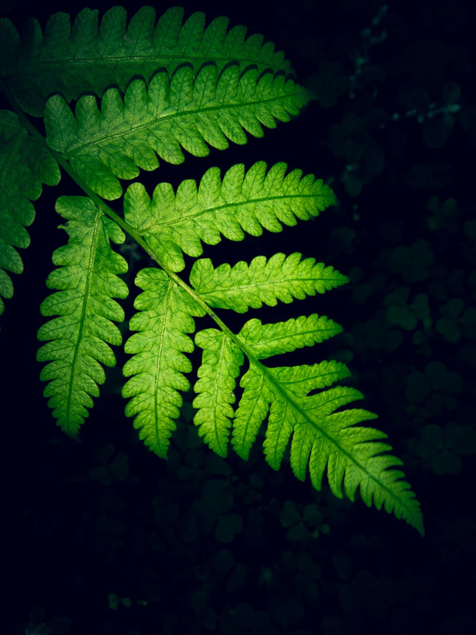 Plants and Photosynthesis