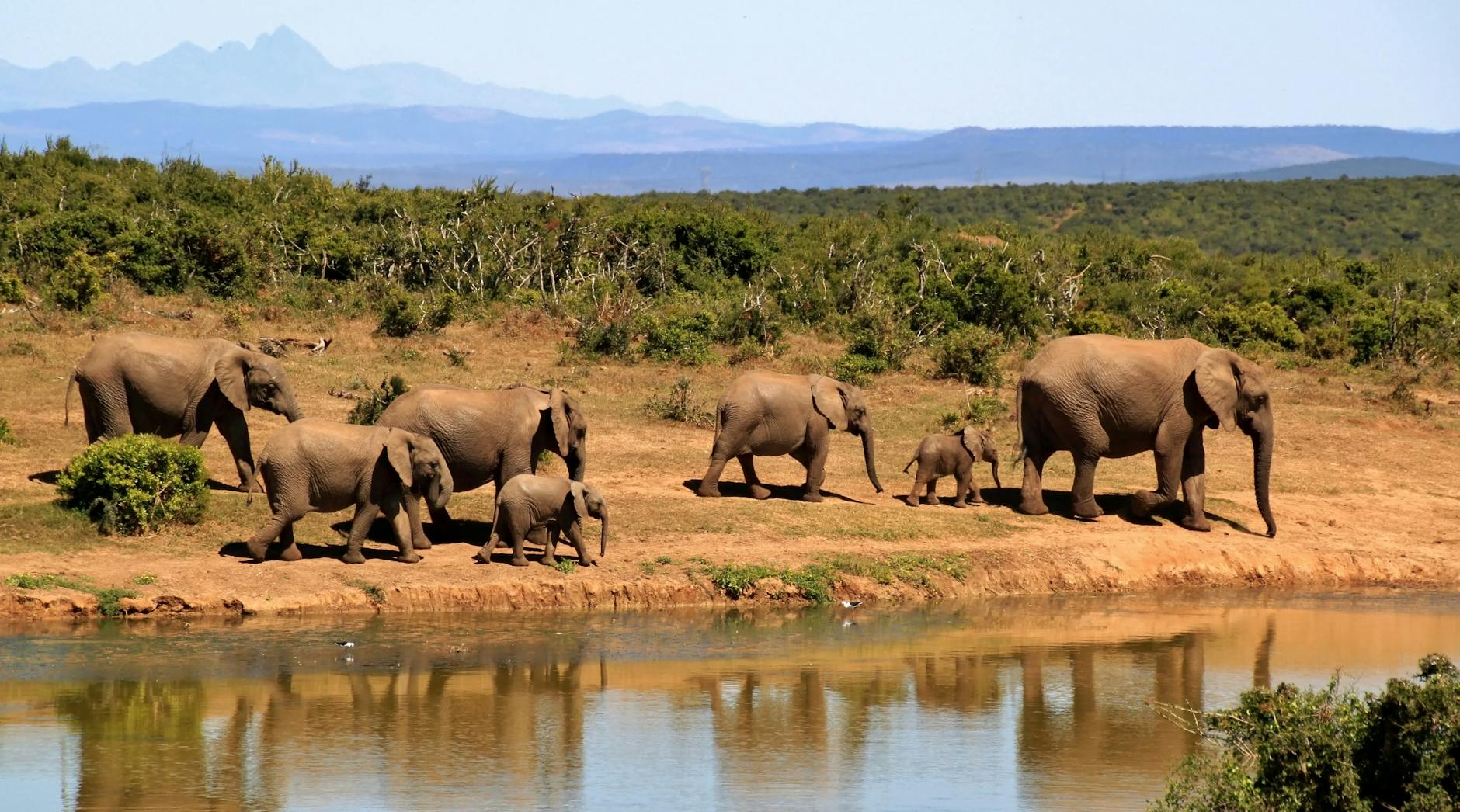 Africa: Giants Alive, But For How Long?