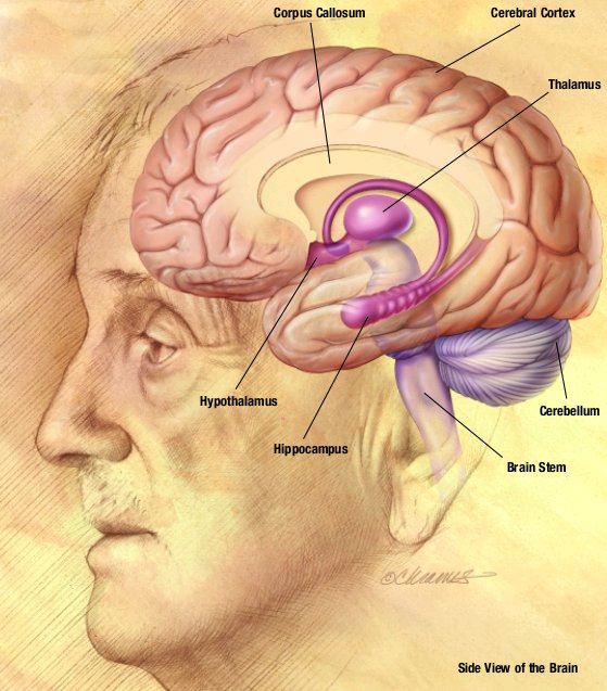 Humans: The Prefrontal Cortex Edge