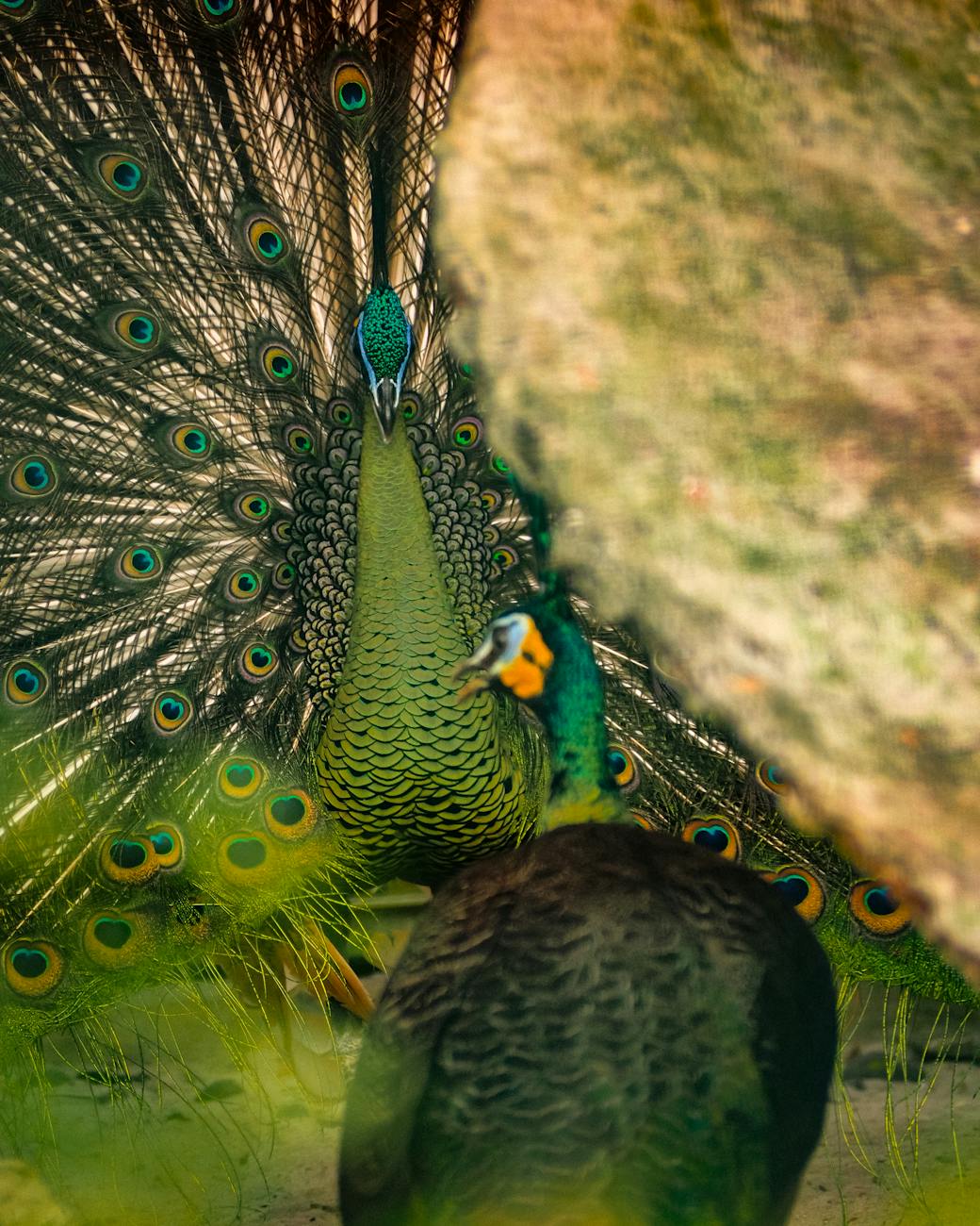 Communication: How Animals Exchange Information