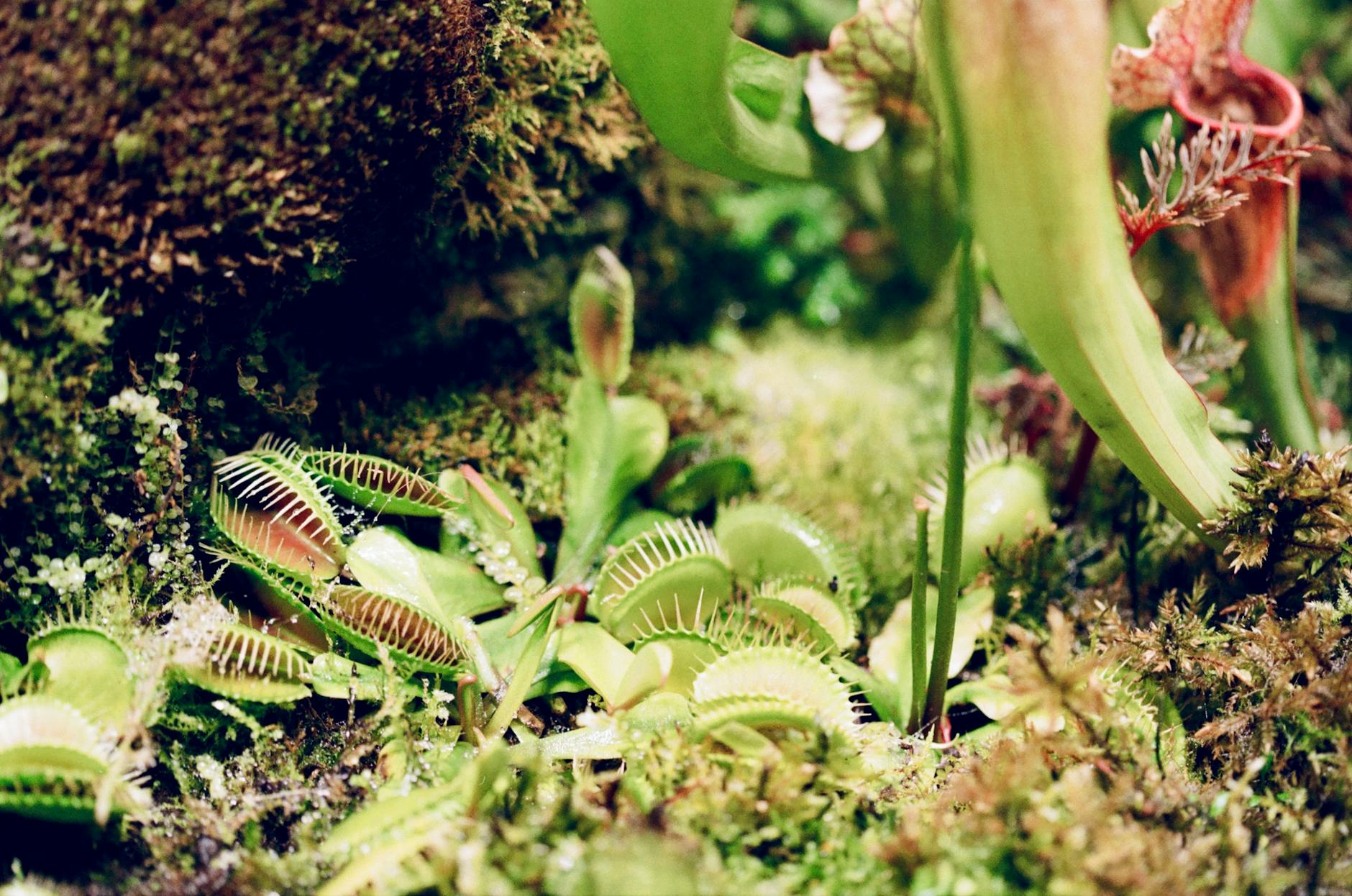 A plant can be predator and producer