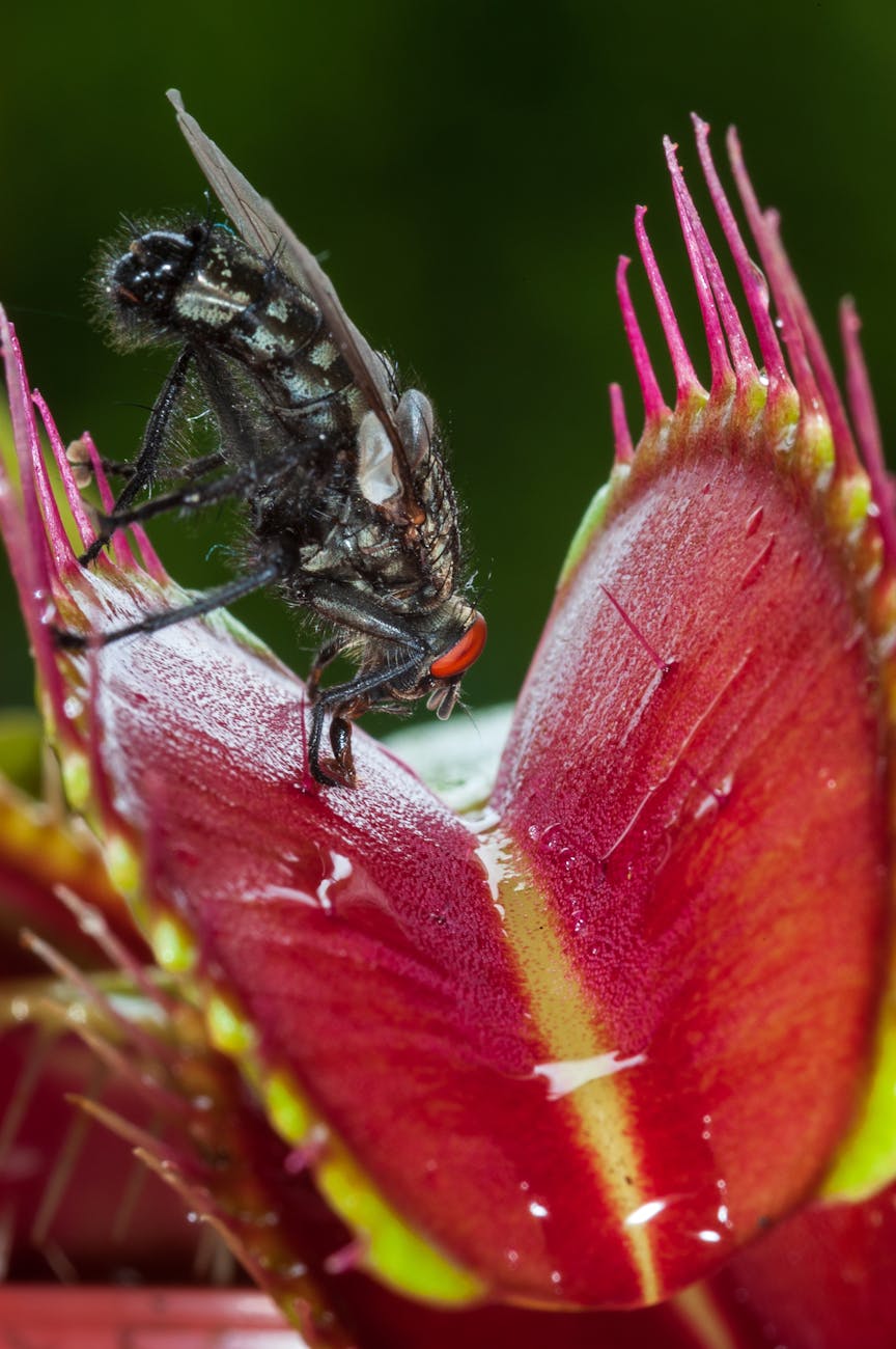 Carnivorous Plants