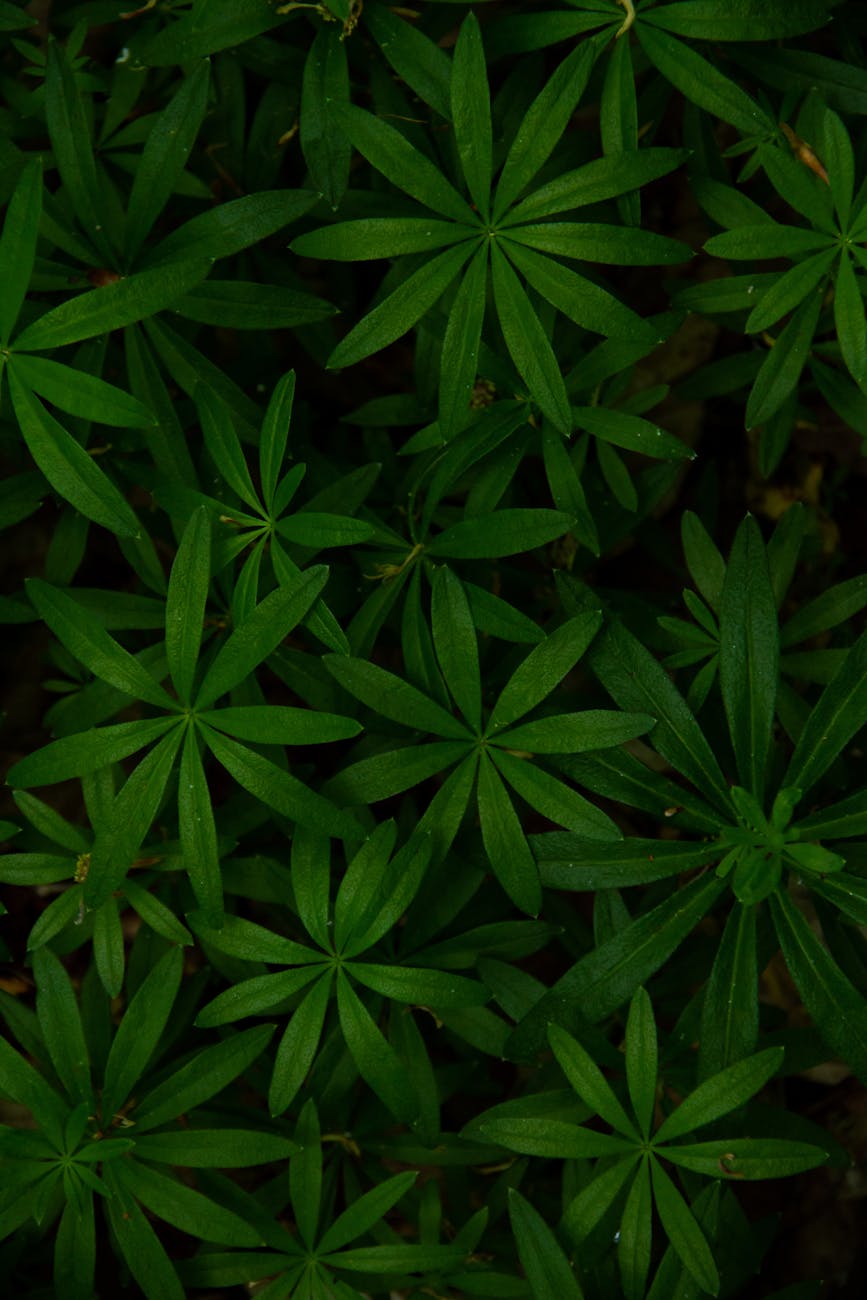 Plants are not passive scenery